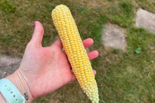 The First Sweetcorn