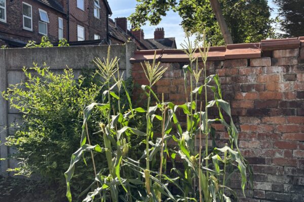 Sweetcorn growing
